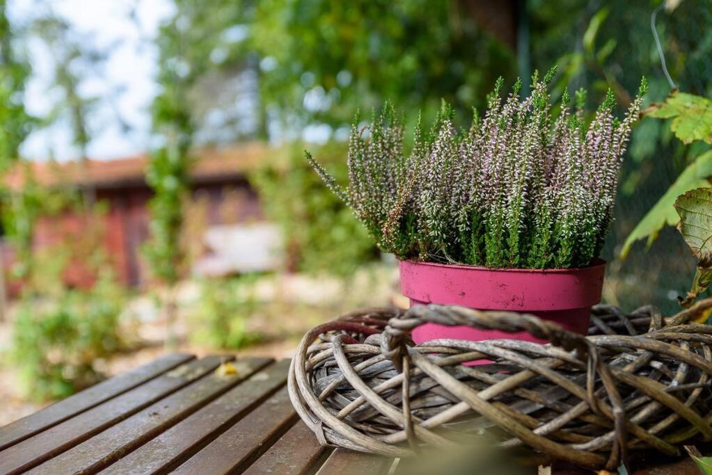 Spacious Wooden Cottage With Infra-Red Sauna At Veluwe بوتِنْ المظهر الخارجي الصورة